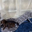 Csontos ezüst közepes (40 cm széles) rámpa szett egyedi hímzéssel