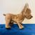 Barna francia bulldog